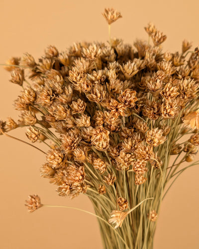 Gedroogde hill flower – naturel