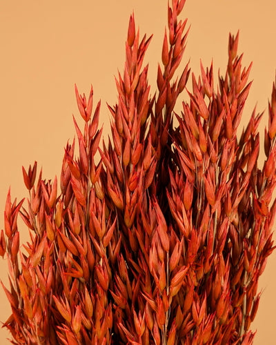 Gedroogde haver (avena) – oranje