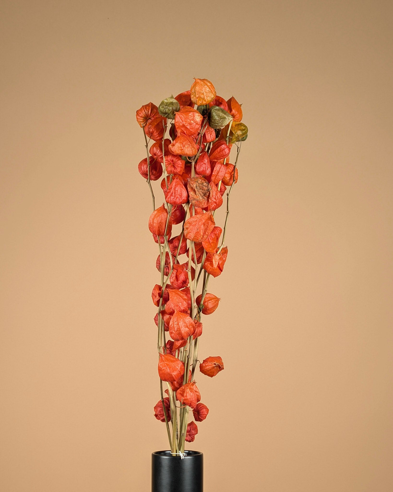 Gedroogde hazestaartjes (lagurus) – gebrand oranje