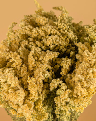 Getrocknetes Solidago