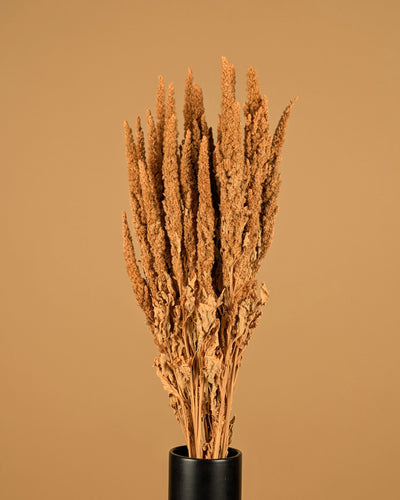 Gedroogde amaranthus – koraal roze