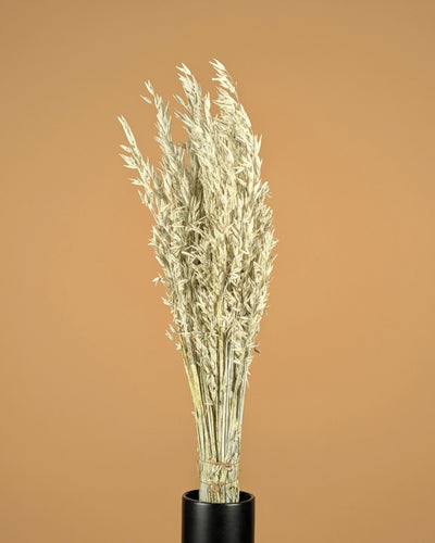 Gedroogde haver (avena) – white wash