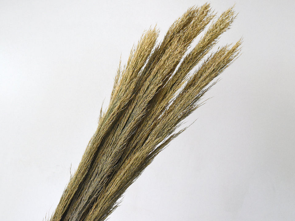 Arundo Plumero 110 cm (pro Zweig)