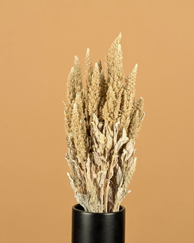 Dried Amaranthus Misty White