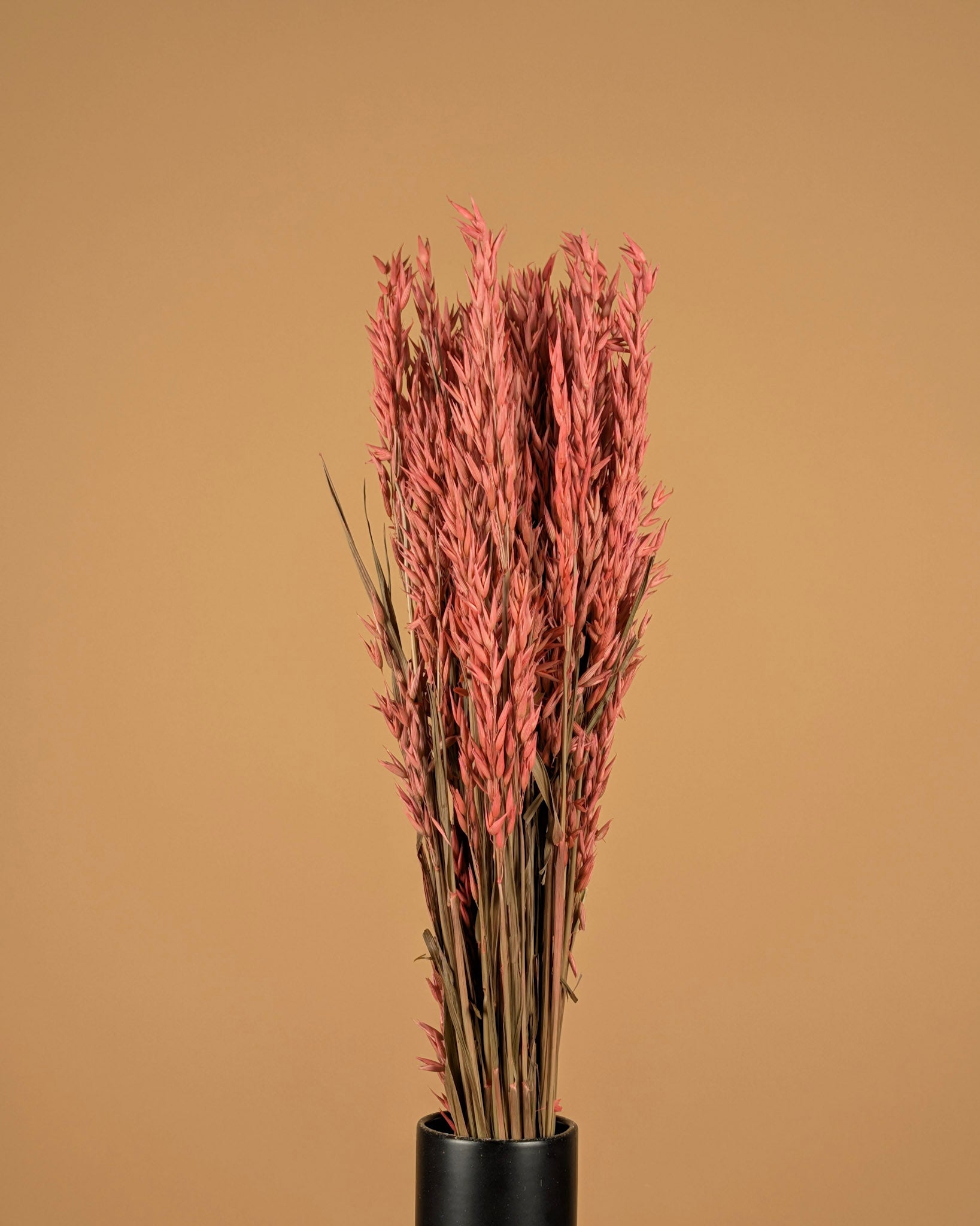 Gedroogde haver (avena) – roze