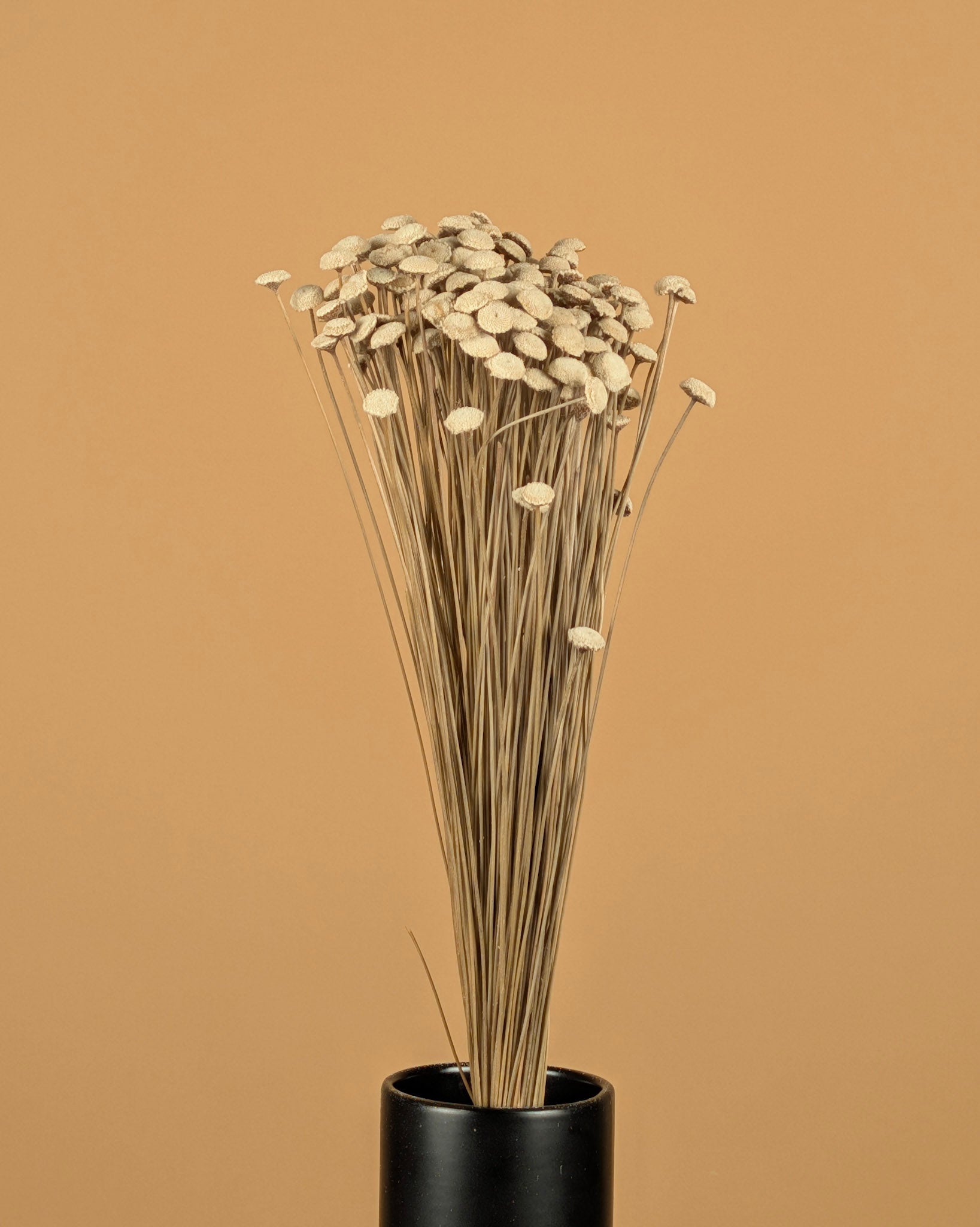 Gedroogde botao – naturel wit