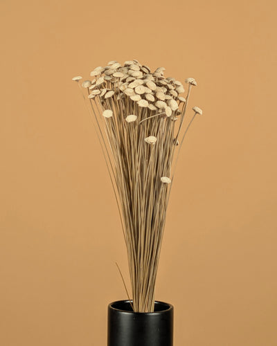 Botton Botao naturally dried