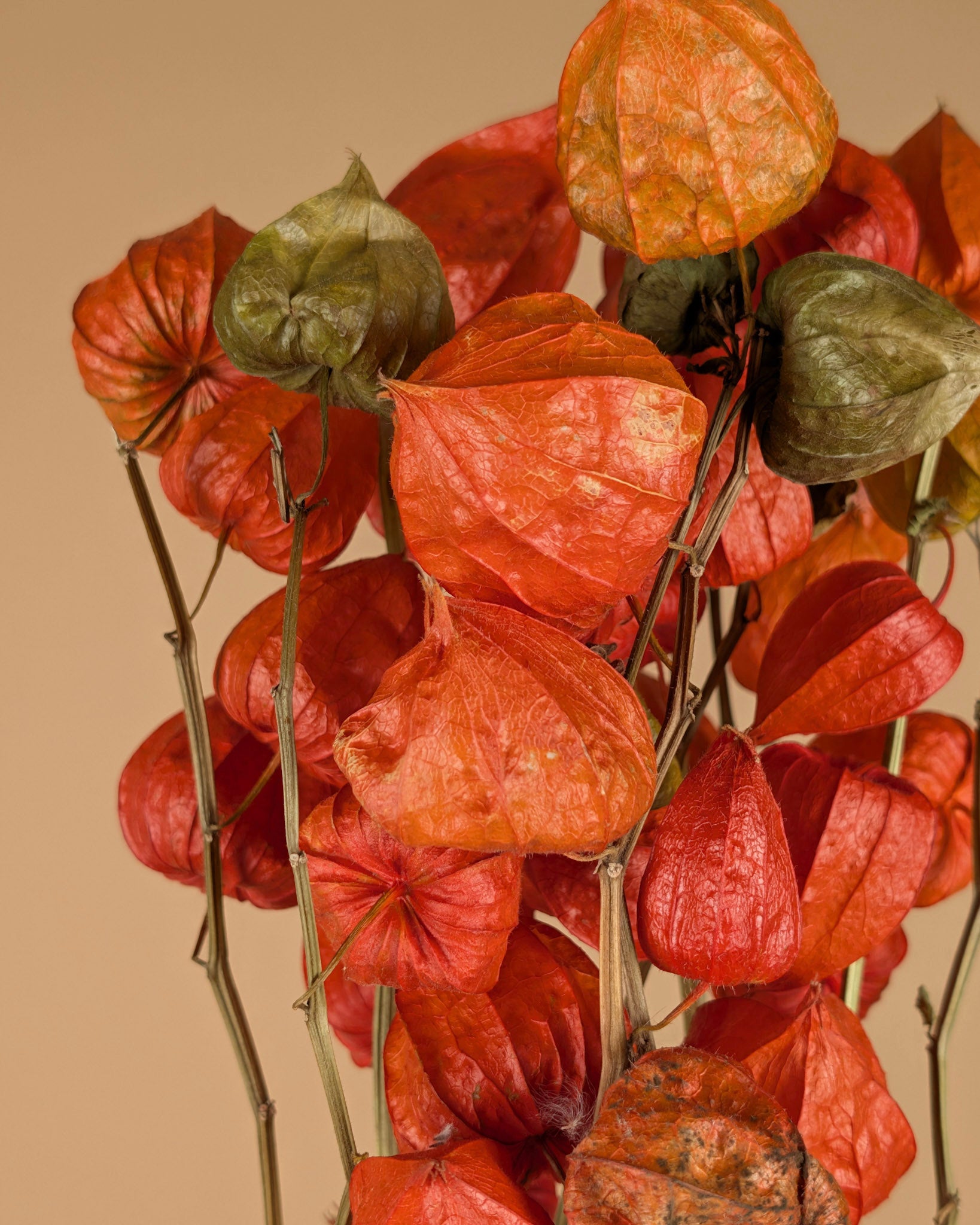 Gedroogde hazestaartjes (lagurus) – gebrand oranje