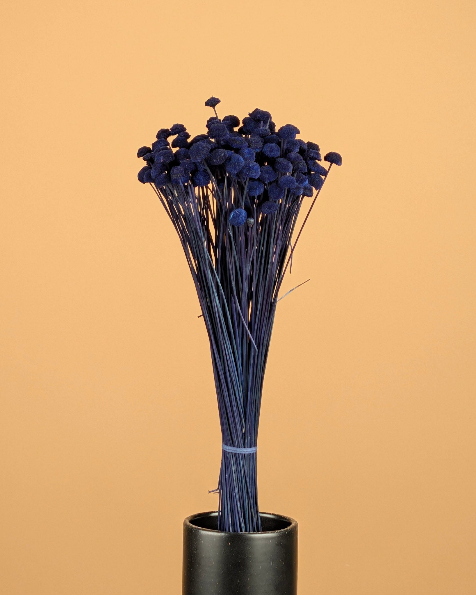 Gedroogde botao botton – donker blauw