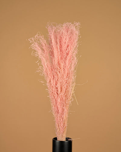 Getrocknetes Munni -Gras trostlos hellrosa