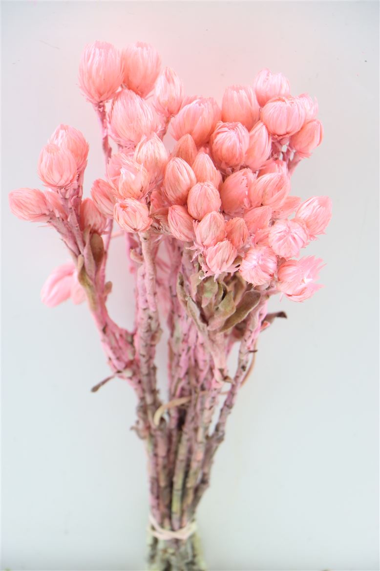 Cape Everlasting Light Pink