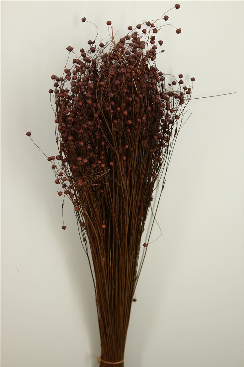 Dried Lino Flax Brown