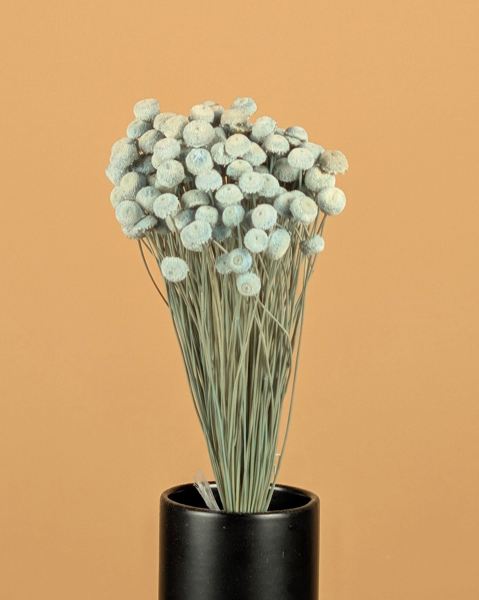 Gedroogde Botao botton – pastel blauw