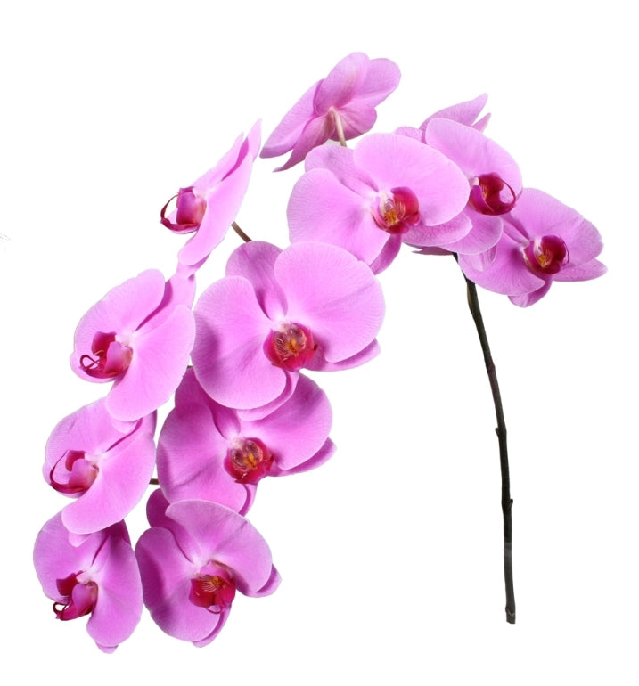 2 Phalaenopsis stelen met 12 bloemen per steel
