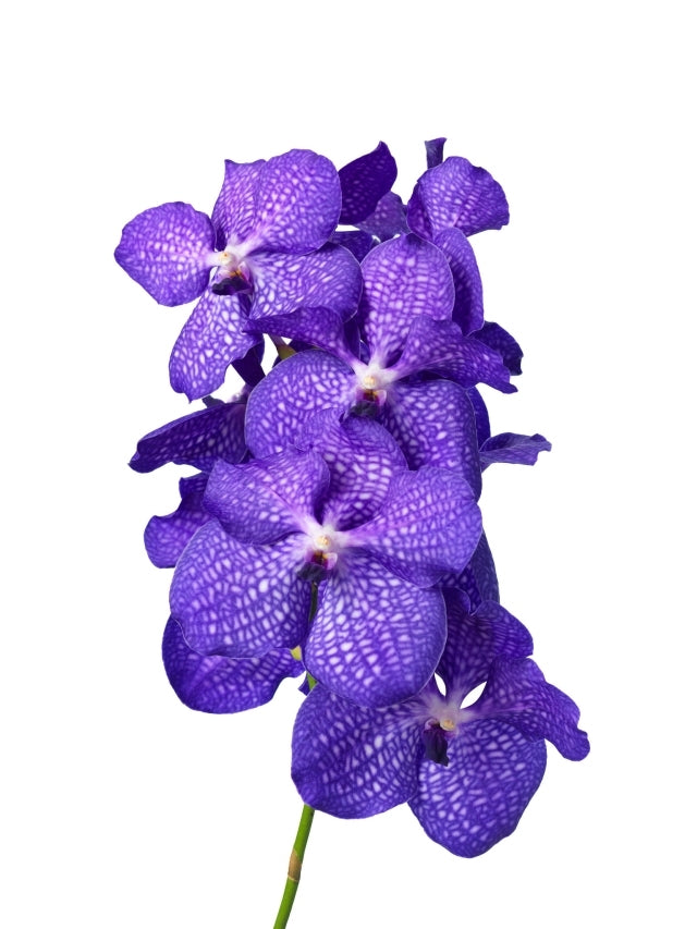 Vanda Steel mit 16 Blumen