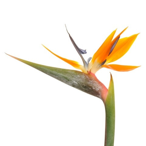 Strelitzia bloemen diameter 20 cm