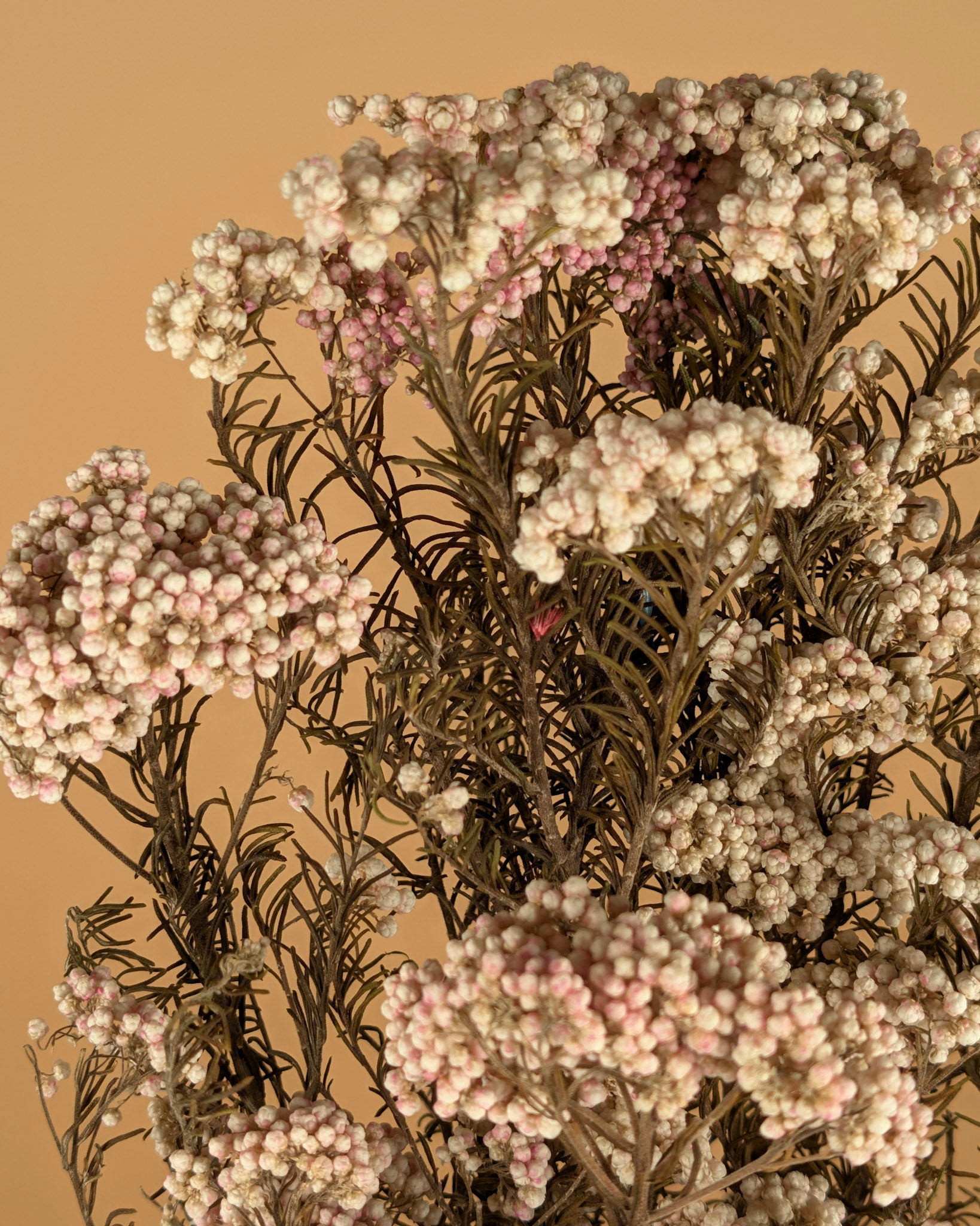 Gedroogde rice flower – naturel roze