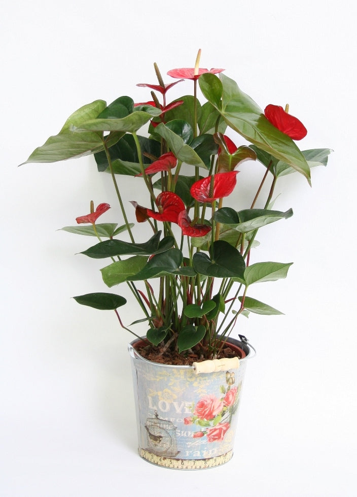 Anthurium dans un pot de zinc avec imprimé amour