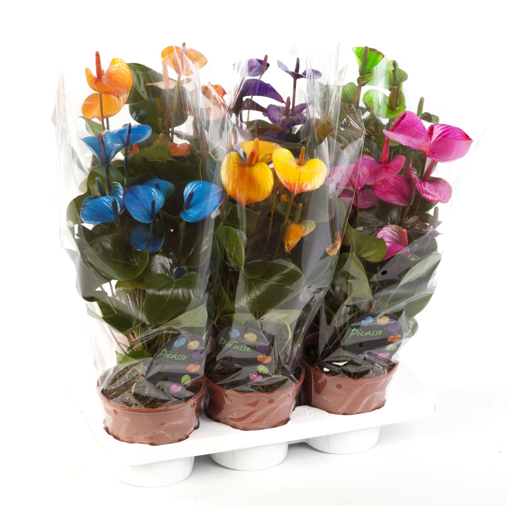 Anthurium picasso im Kultivierungsglas gemalt