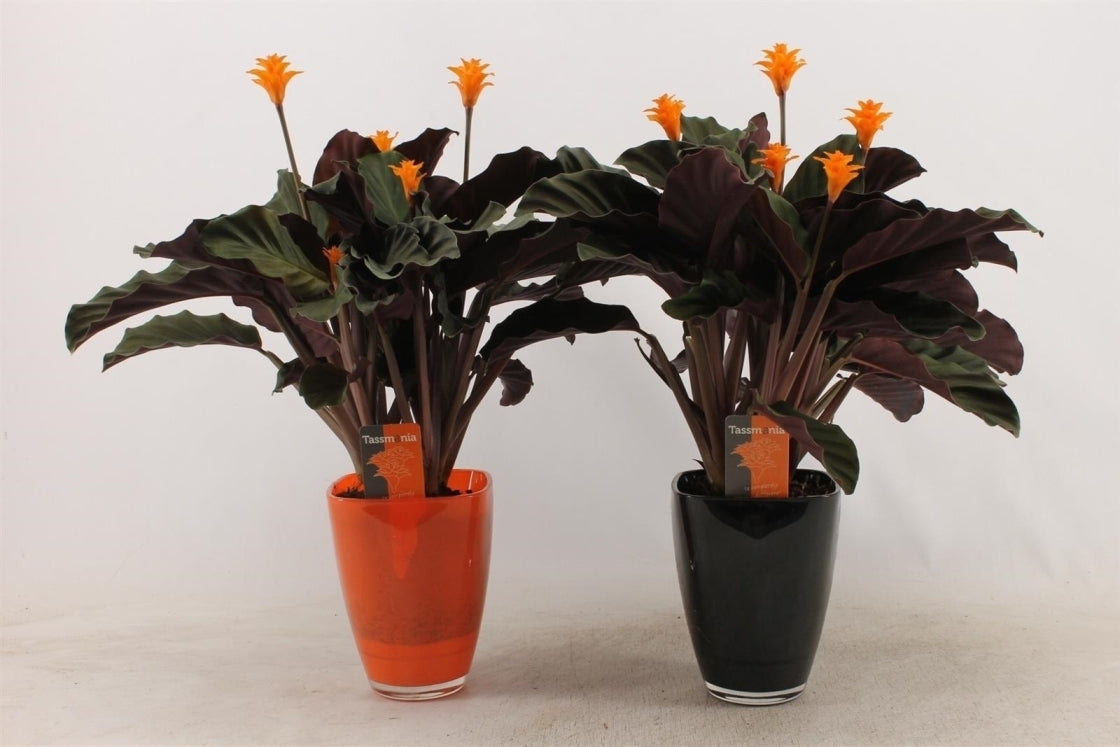 Calathea Crocata Tassmania in zwarte glas pot