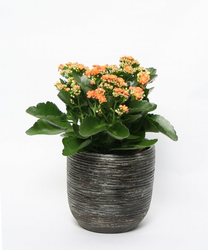 Kalanchoe in large ceramic pot burma old brown