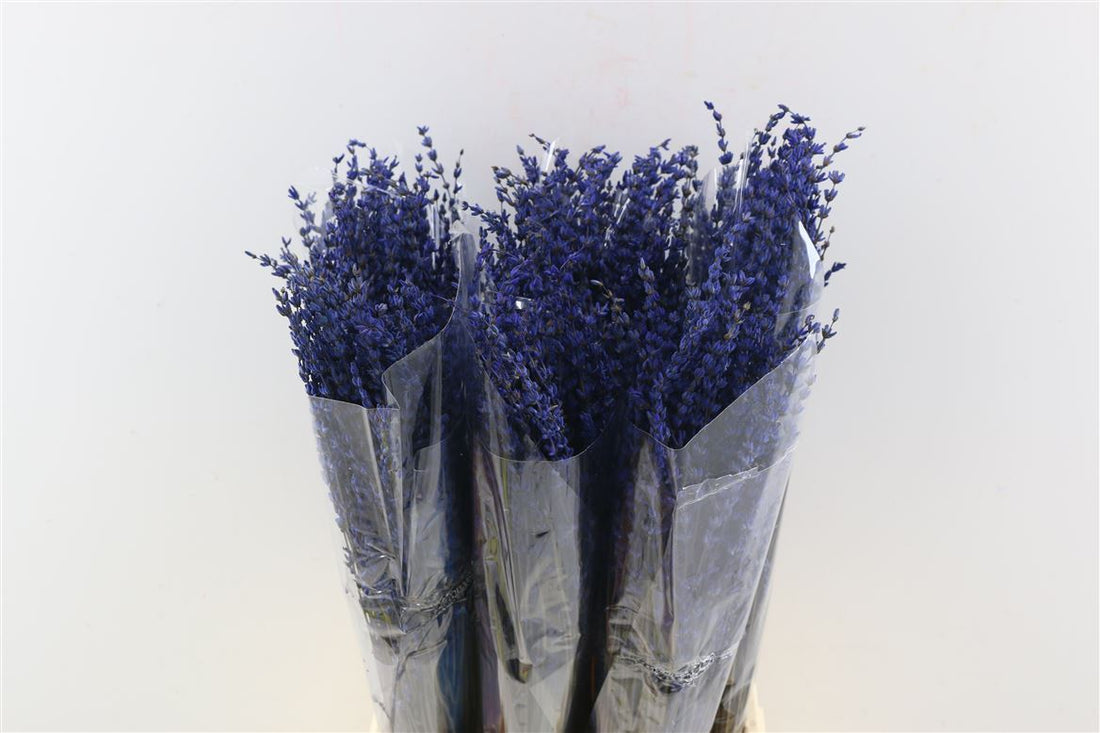 Lavendel dunkelblau Prävention