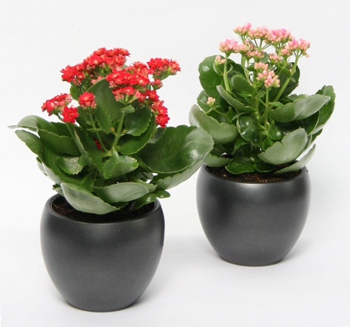 Kalanchoe in Matten -Anthrazit -Keramik