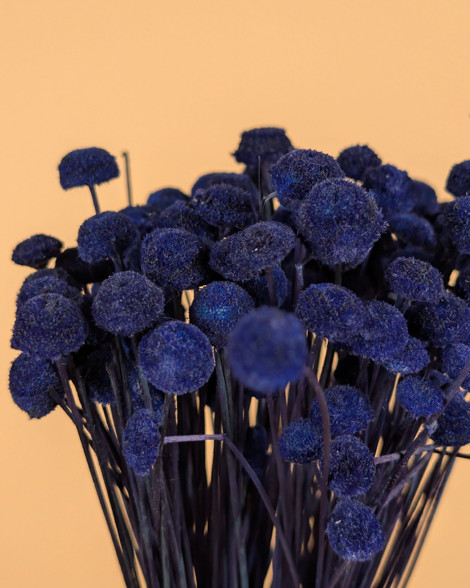 Gedroogde botao botton – donker blauw