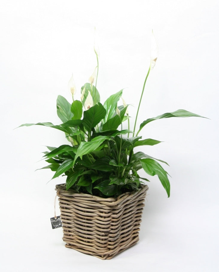 Spathiphyllum in vierkante rieten mand