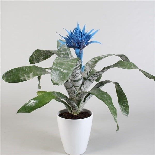 Aechmea bleu en pot en céramique blanc