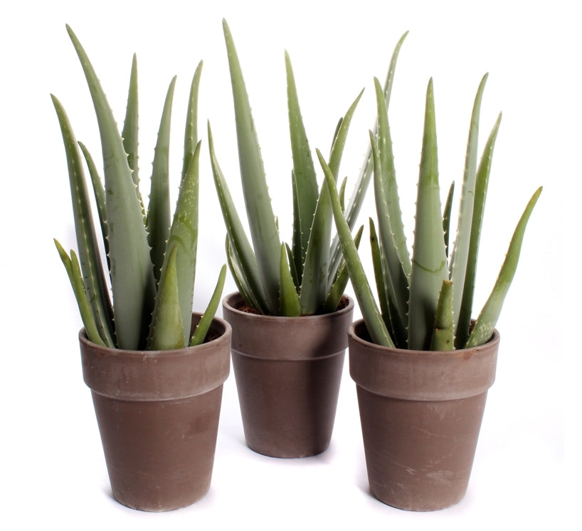 Aloe vera dans un pot en terre cuite brun