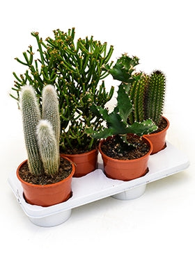 Cactus pot 17 cm gemengd in een veiling tray