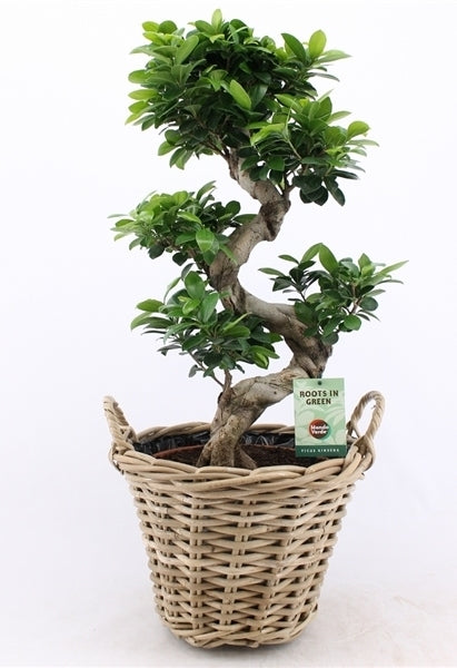 Ficus Microcarpa Ginseng S-type in rotan mand