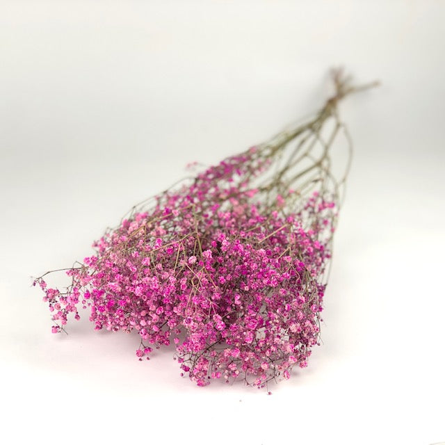 Dried gypsum (gypsophilia) dark pink
