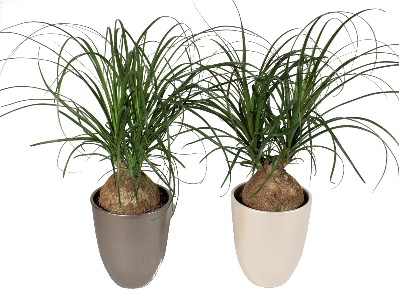 Nolina Beaucarnea in een keramieke Pearl pot