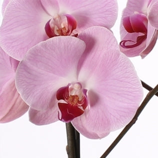 Phalaenopsis 2 takken in glasvaas met mos groene afwerking