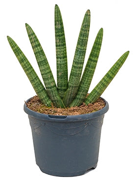 Sansevieria Bocel in the Teeldpot