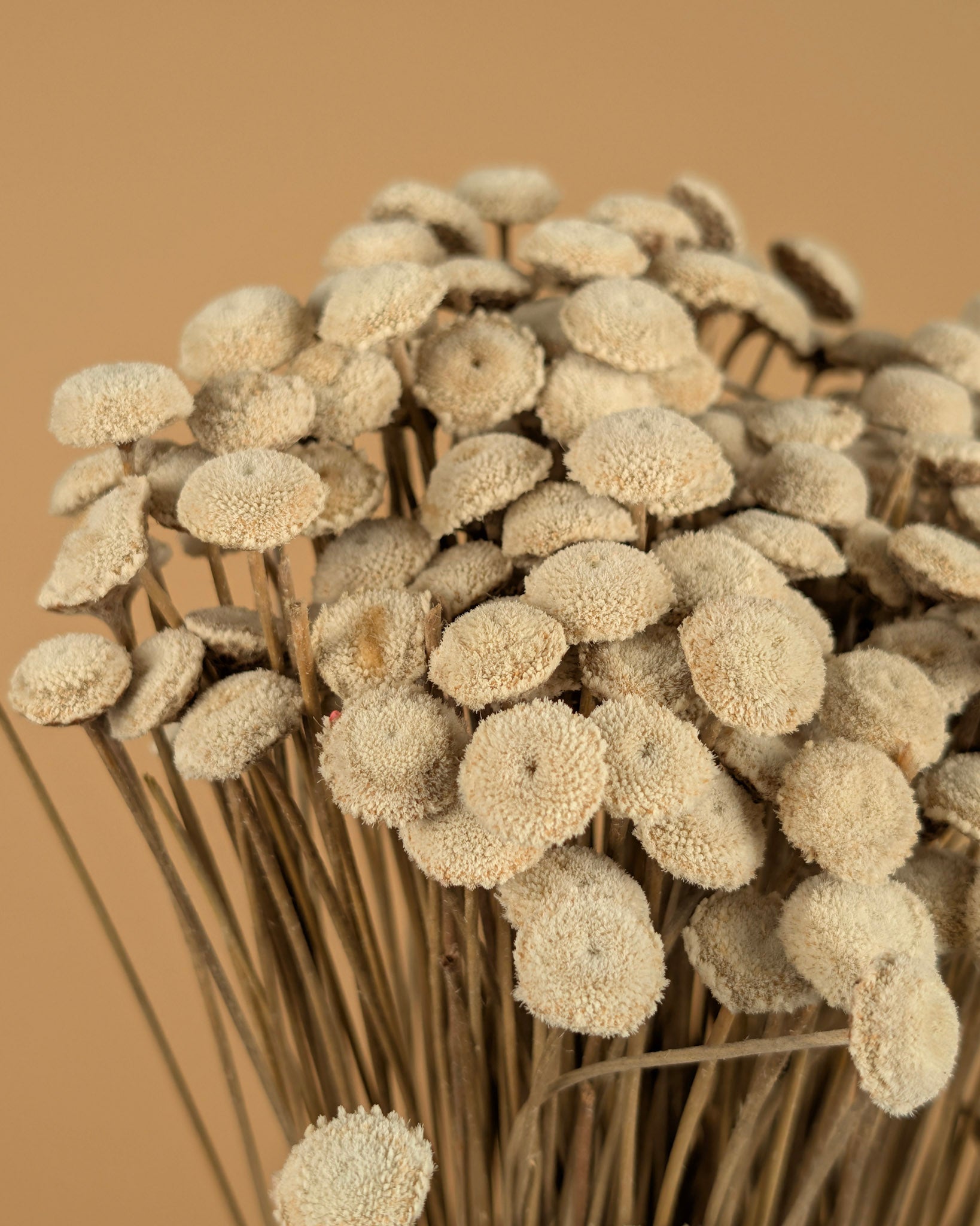 Gedroogde botao – naturel wit