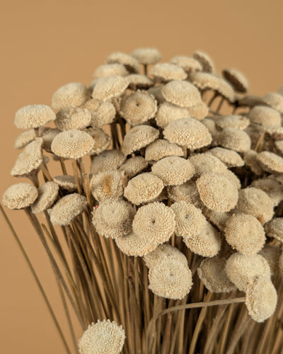 Botton Botao naturally dried