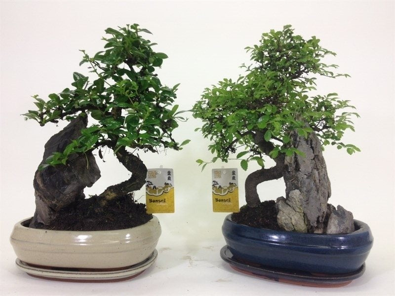 Bonsai in keramieke schaal