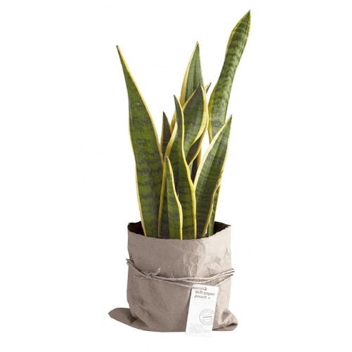 Sansevieria in een tasje Pouch