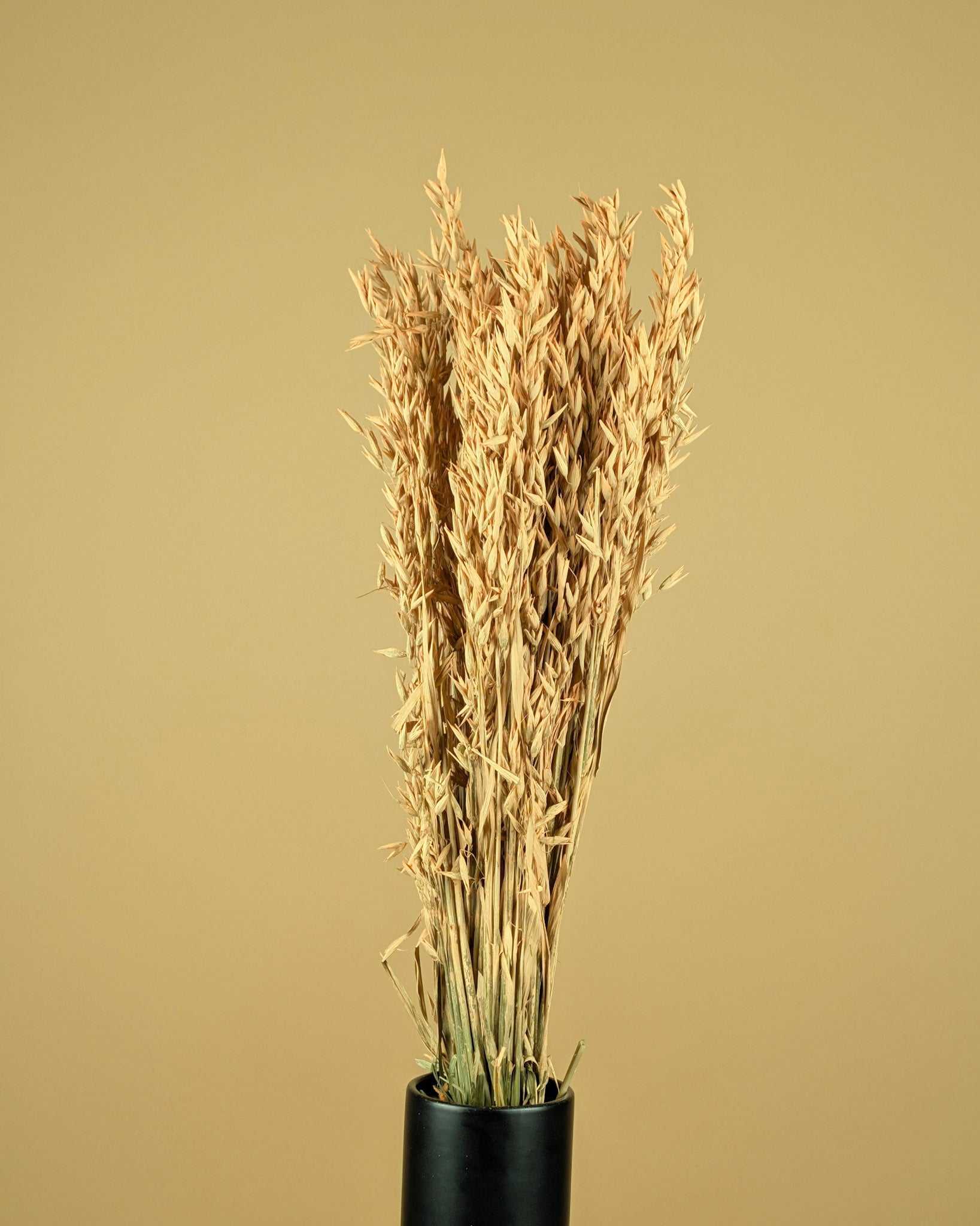 Gedroogde haver – coral misty