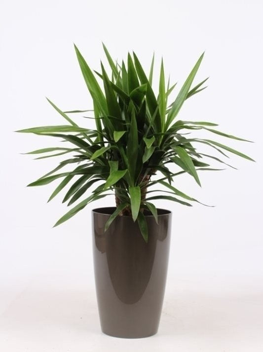 Yucca in een kunststof pot