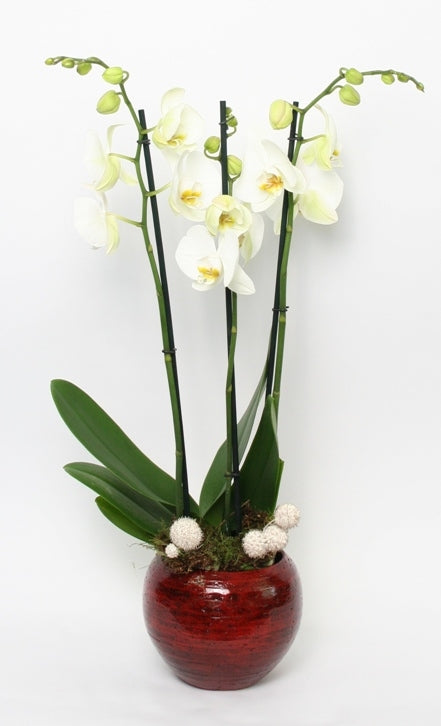 Phalaenopsis orchid white 3 branches in ceramic stan red