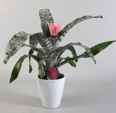 Aechmea rose dans un pot en céramique blanc