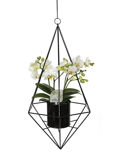 Phalaenopsis kleinbloemig in een zwart metalen frame