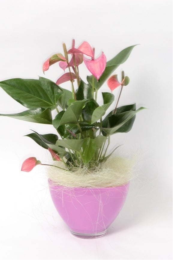 Anthurium en coupé en verre rose avec laine