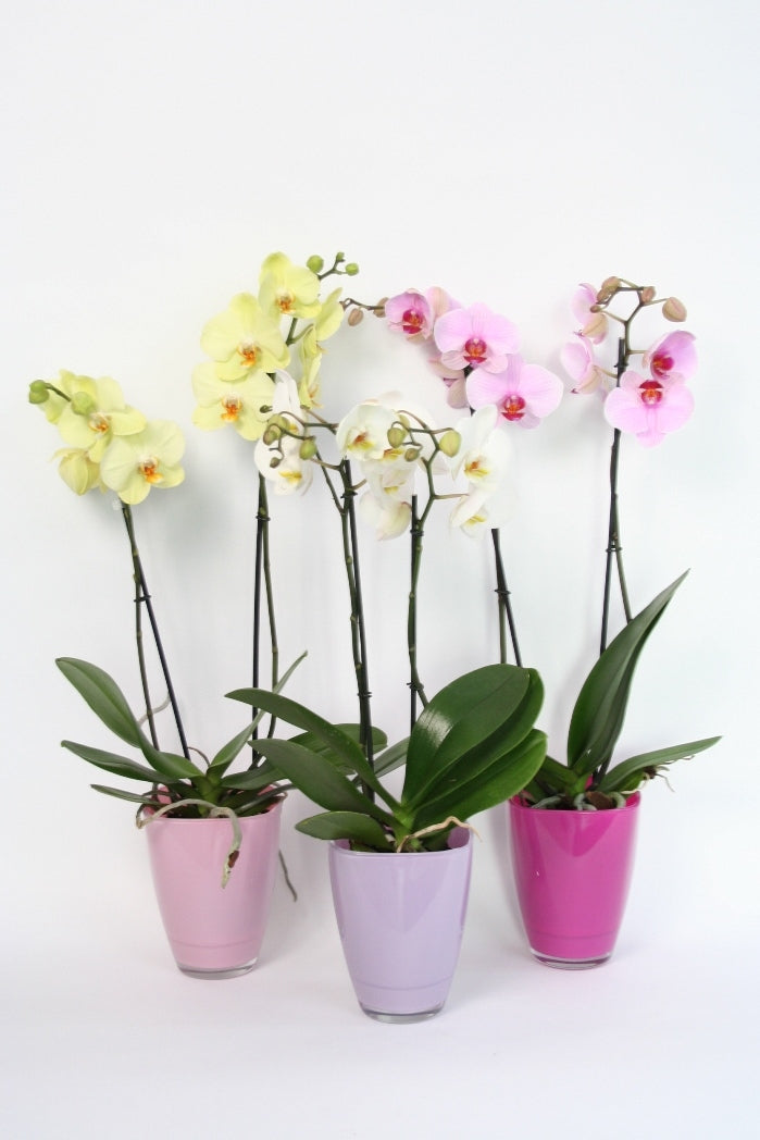 Phalaenopsis Orchidee 2 takken in een gekleurde glaspot