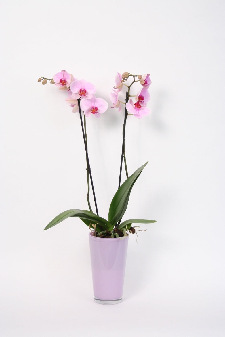 Phalaenopsis Orchid 2 branches in a high lavender glass pot