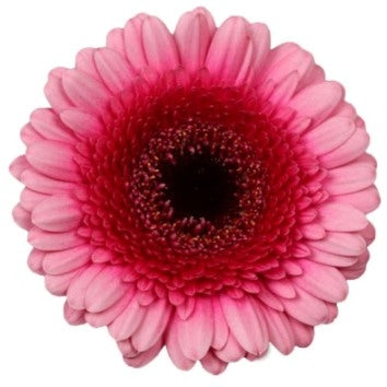 20 Germini's in roze tinten